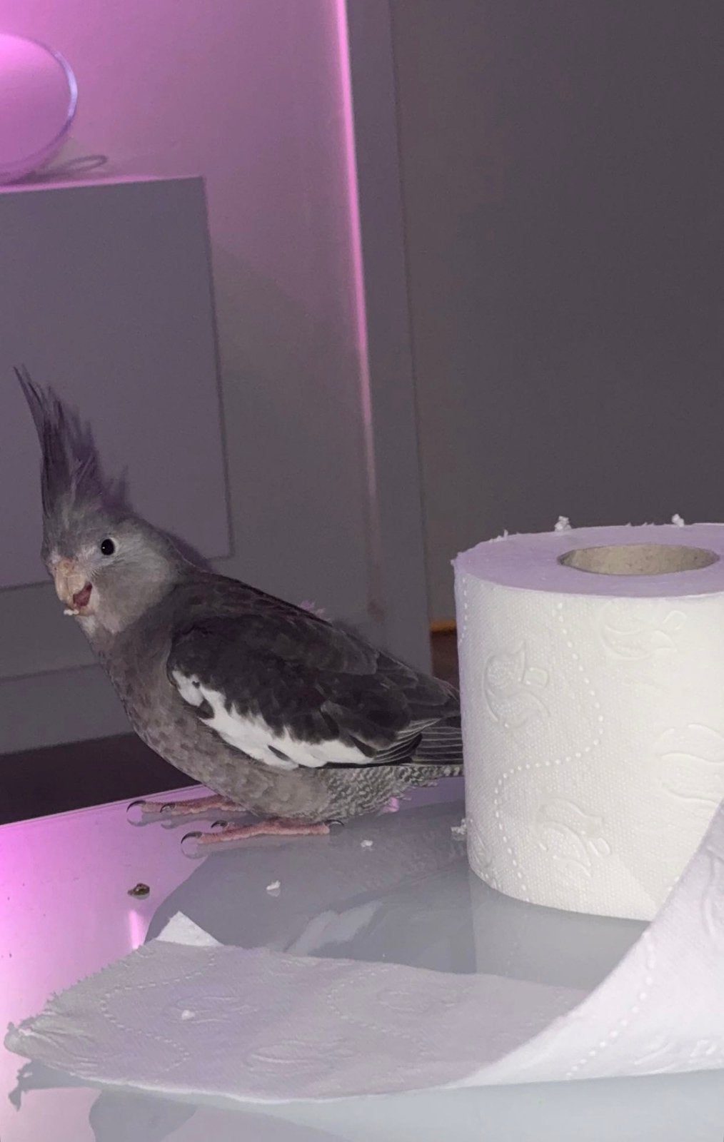 Valparkiet, Dieren en Toebehoren, Vrouwelijk, Parkiet