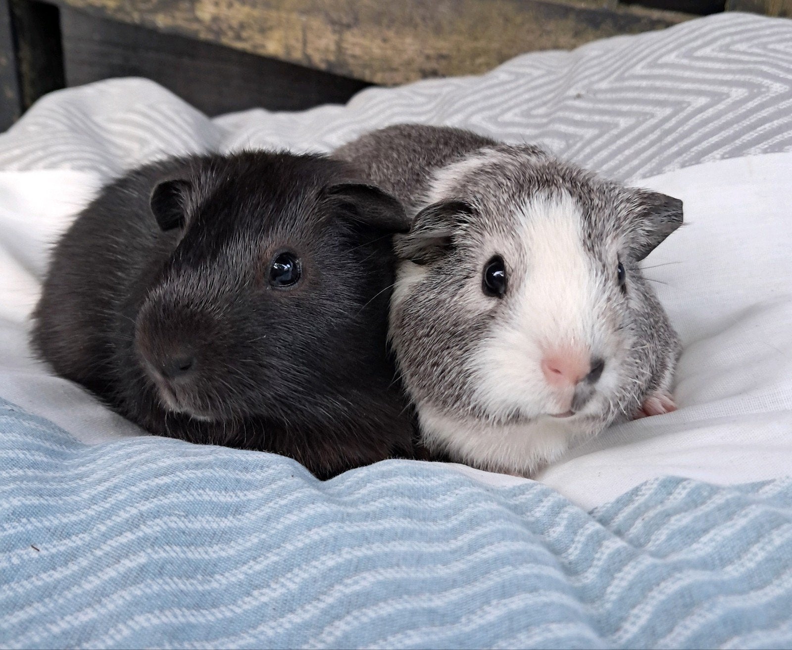 2 leuke, jonge gladhaar cavia beertjes, Dieren en Toebehoren, Knaagdieren, Cavia, April, Mannelijk, Tam