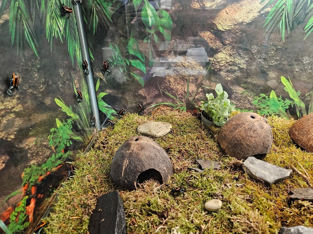Phyllobates Vittatus Gestreepte pijlgifkikker Frog photo 2