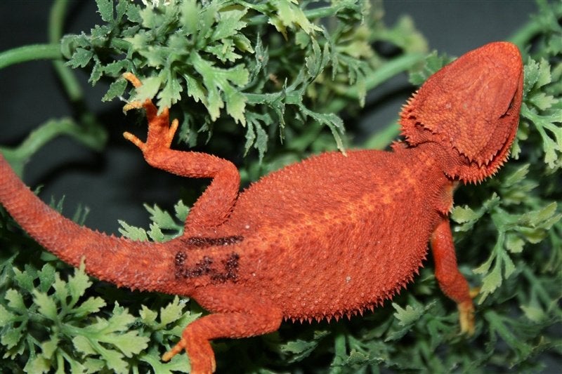 Baardagamen Bearded Dragons Red Bleu-tiger Hypo Trans Bearded Dragon photo 7