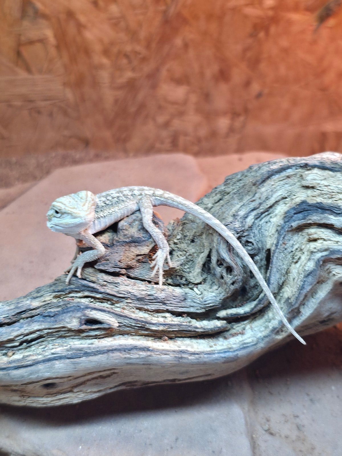 baardagaam jonkie.s te koop Bearded Dragon photo 8