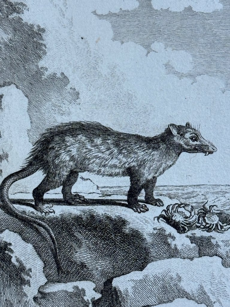 1770 - Wasbeer met krab - ets - Le Crabier - Buffon - P0747, Ophalen of Verzenden, Ets, 1700 - 1799