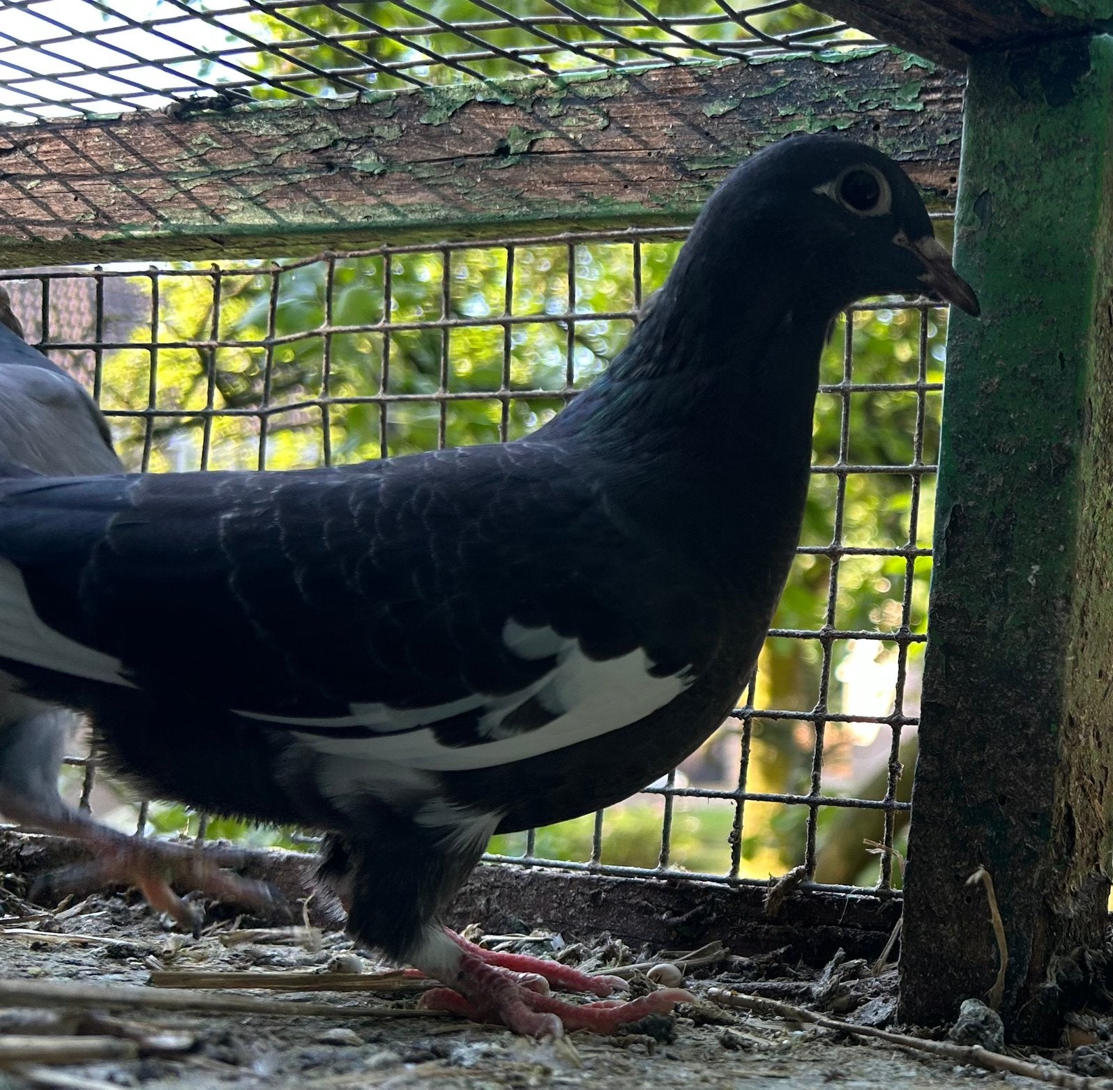 Jonge sierduiven (piepers), Dieren en Toebehoren, Meerdere dieren, Overige soorten