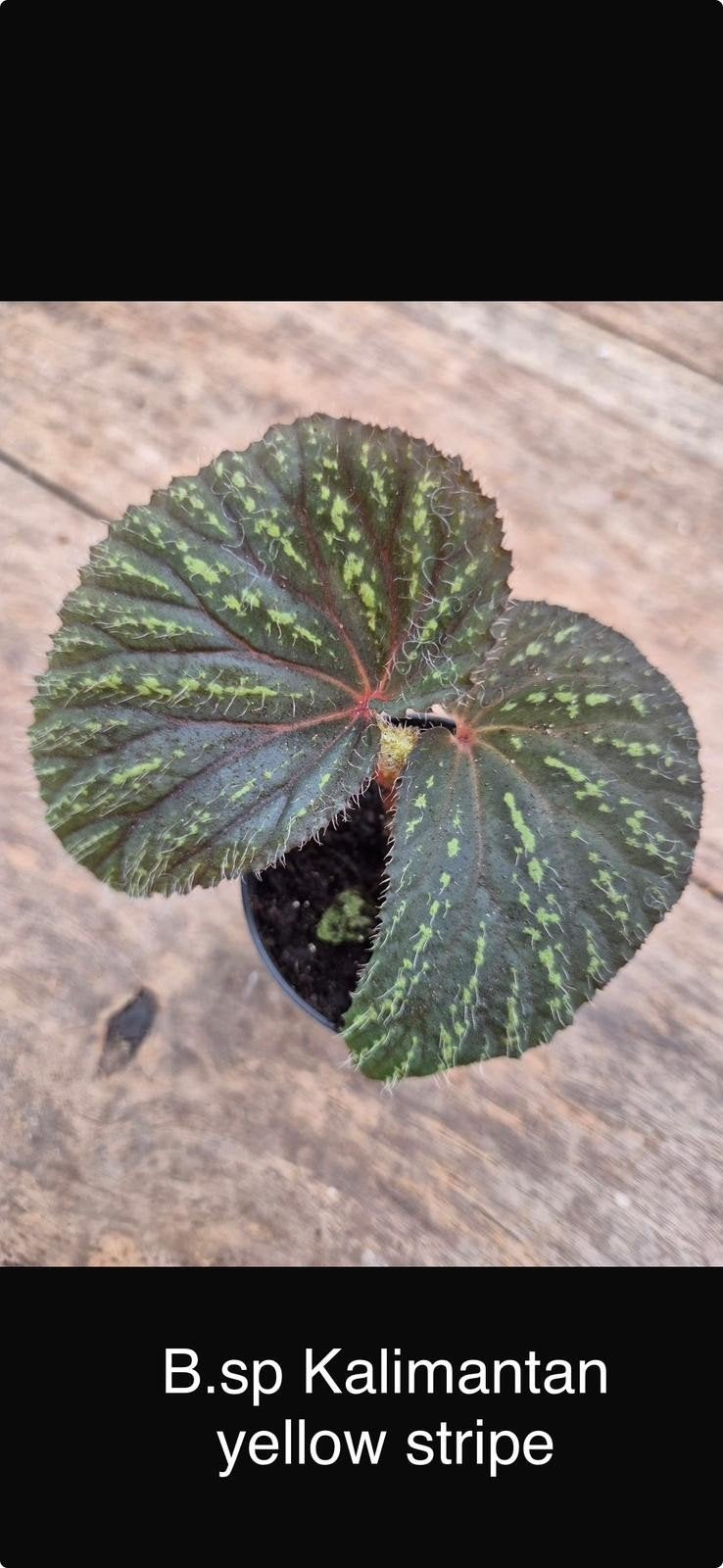 Begonia Sp. Kalimantan Yellow Stripe p7, Ophalen of Verzenden, Halfschaduw, Minder dan 100 cm