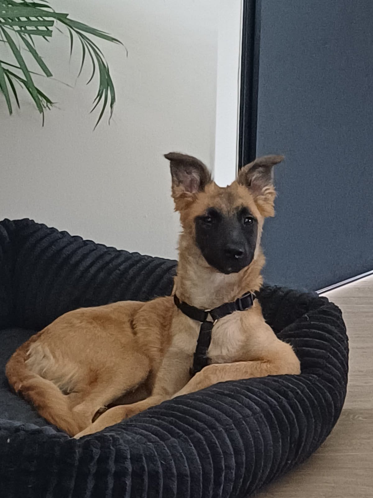 LIEVE CLEO ZOEKT HAAR FOREVER HOME, Dieren en Toebehoren, Particulier, 15 weken tot 1 jaar, Buitenland, Teef