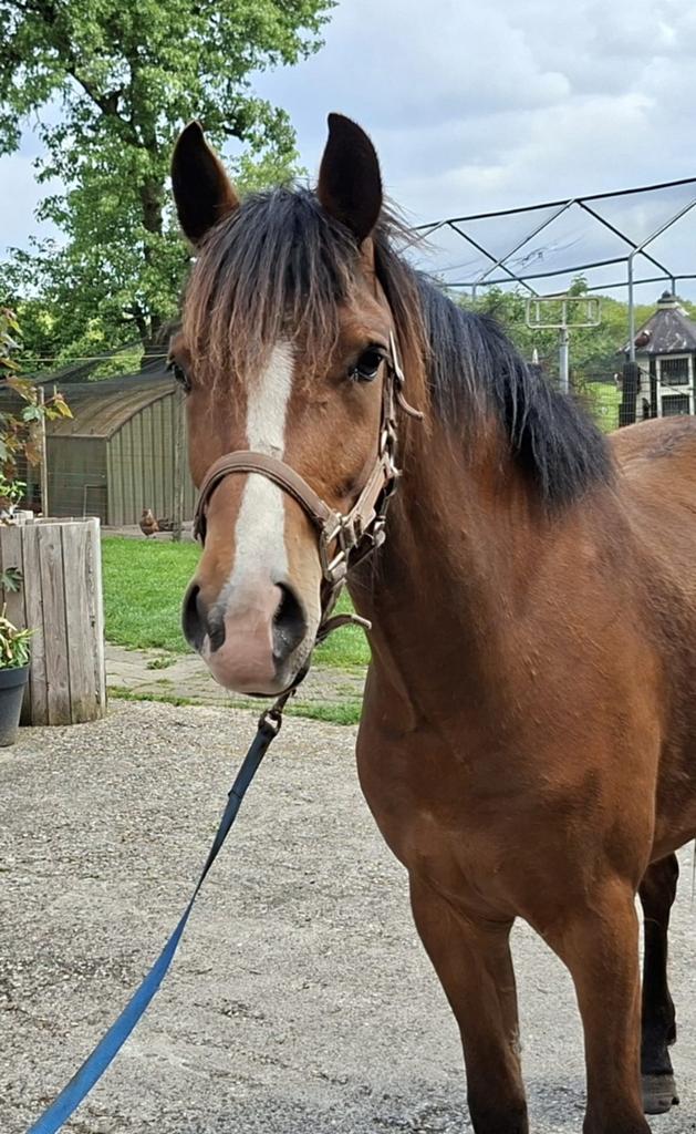 NEW FOREST  KANTJES  RONALDO, Met stamboom, Ruin, Springpony, 3 tot 6 jaar