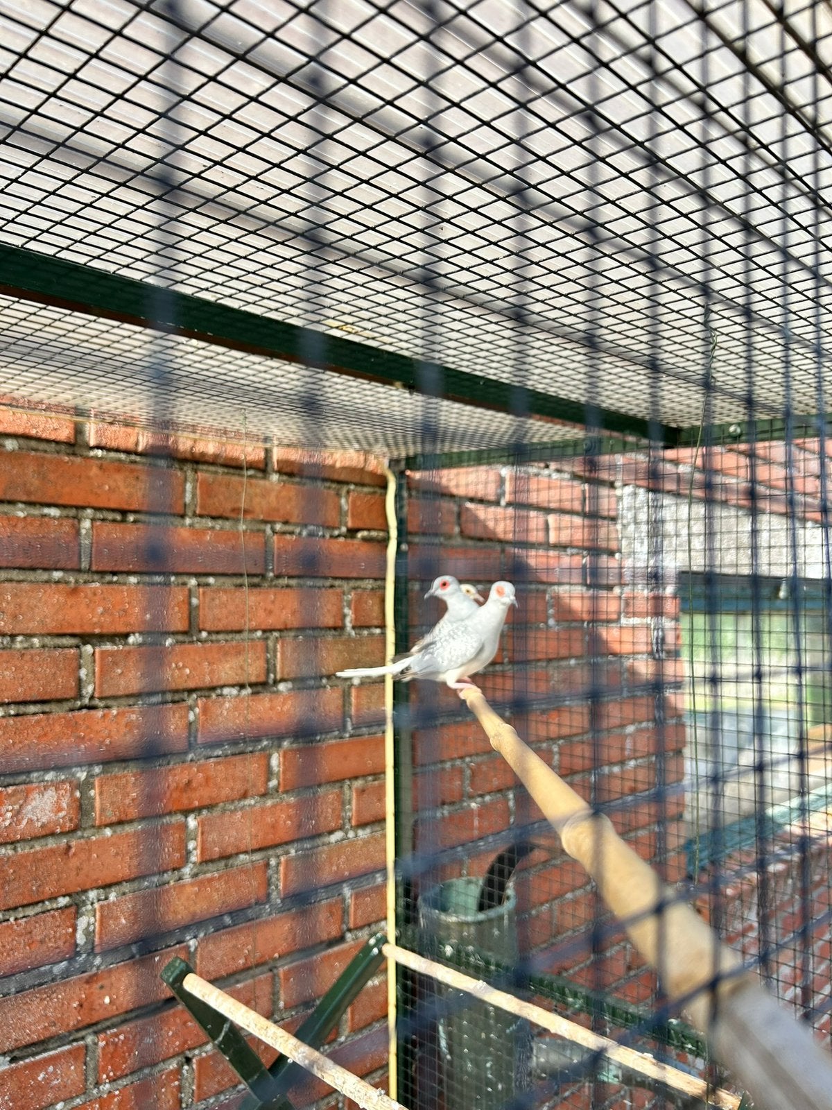 3 Diamantduifjes, Dieren en Toebehoren, Meerdere dieren, Overige soorten