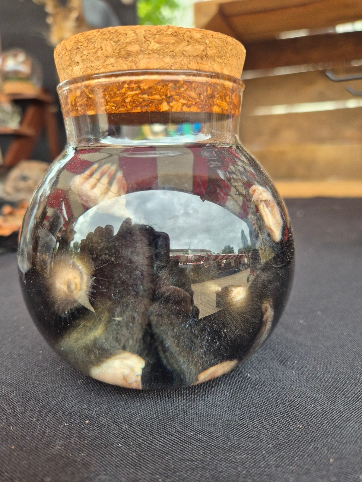 Te koop: mol op sterk water, Verzamelen, Dierenverzamelingen, Ophalen of Verzenden, Nieuw, Wild dier, Beeldje of Figuurtje