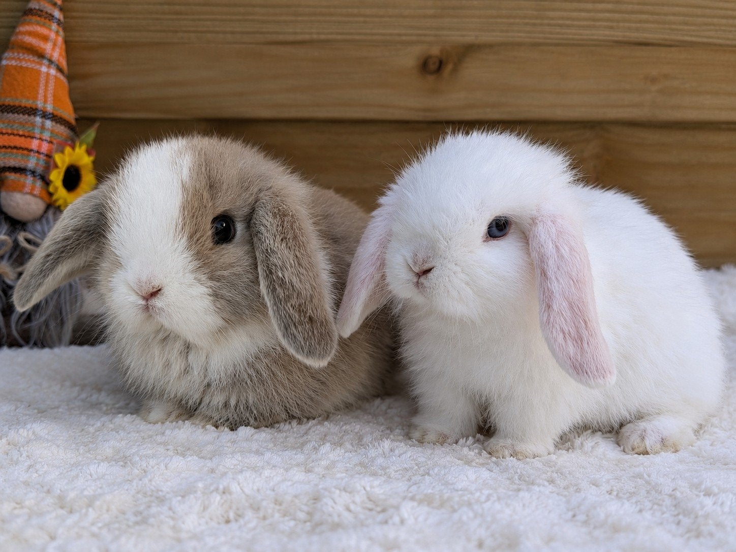 Mooi koppeltje minilop x NHD konijntjes, Dieren en Toebehoren, Hangoor