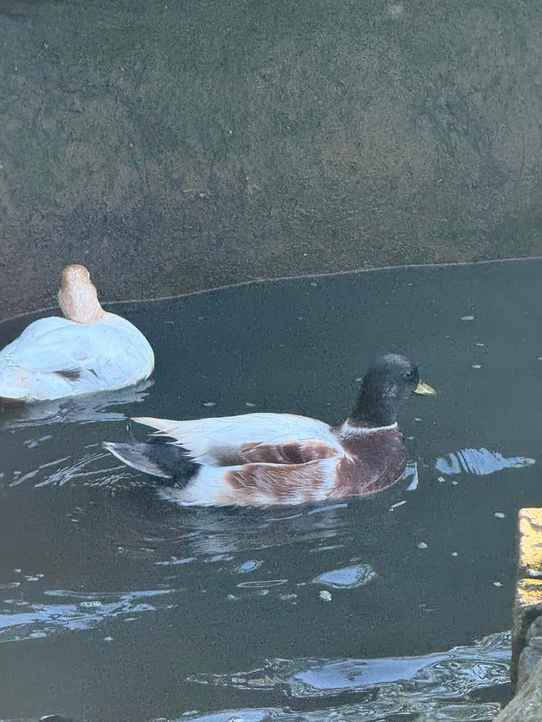 Koppen kwakertjes, Meerdere dieren, Eend