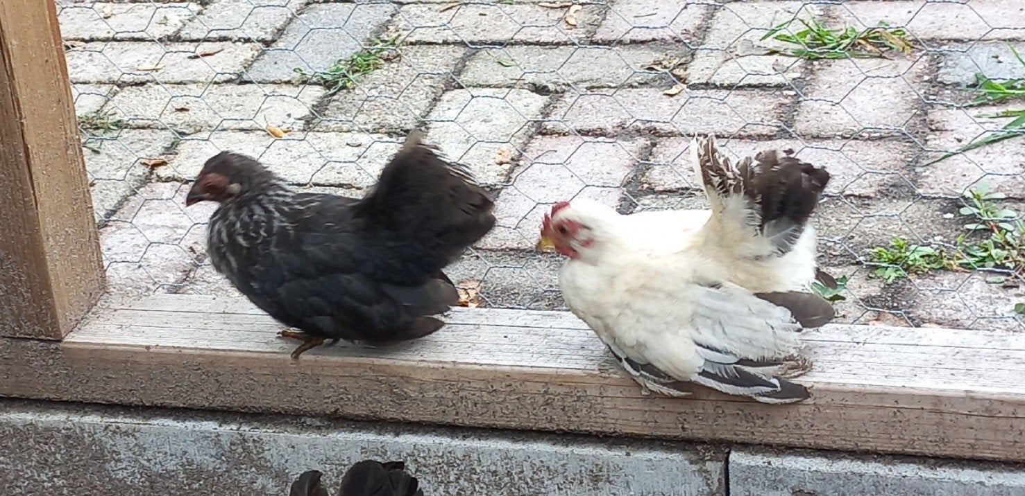 super  mooie chabo hennetjes en haan, Dieren en Toebehoren, Meerdere dieren, Kip