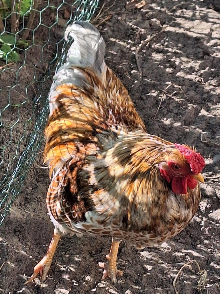 GRATIS, Meerdere dieren, Kip