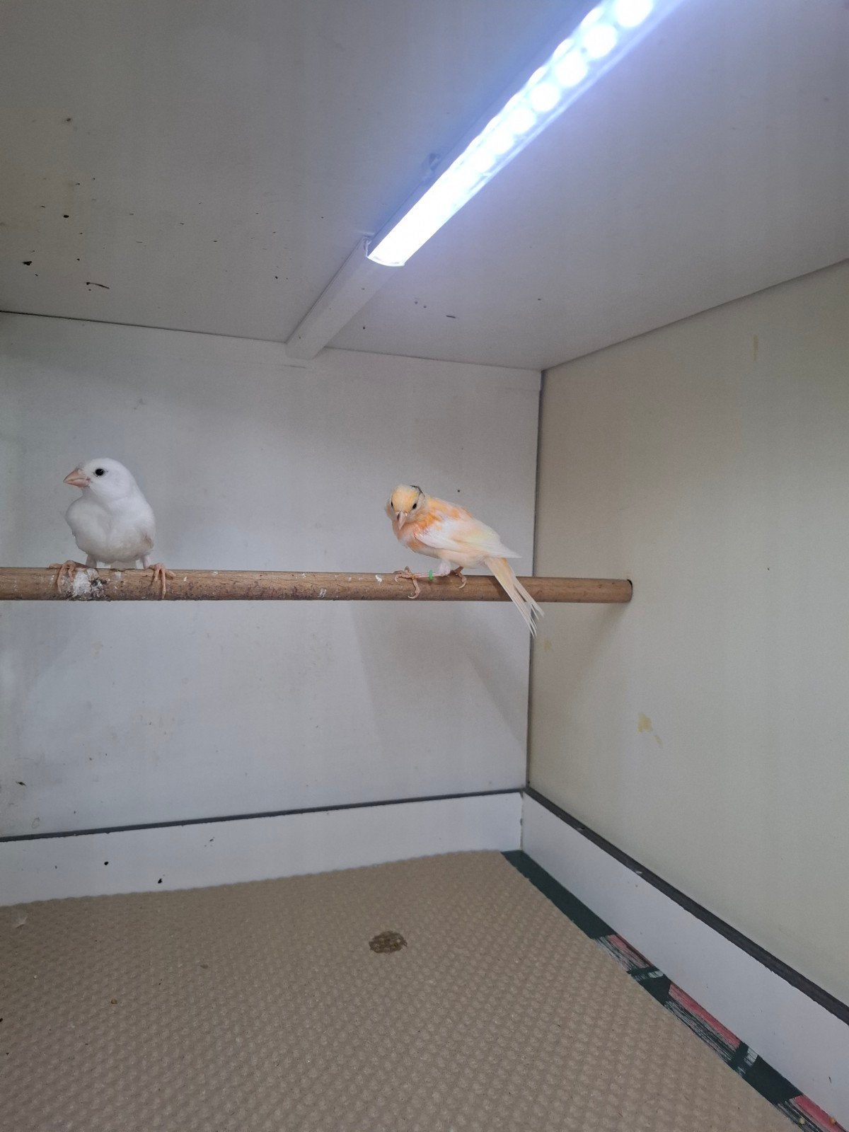 Kanarie's, Geslacht onbekend