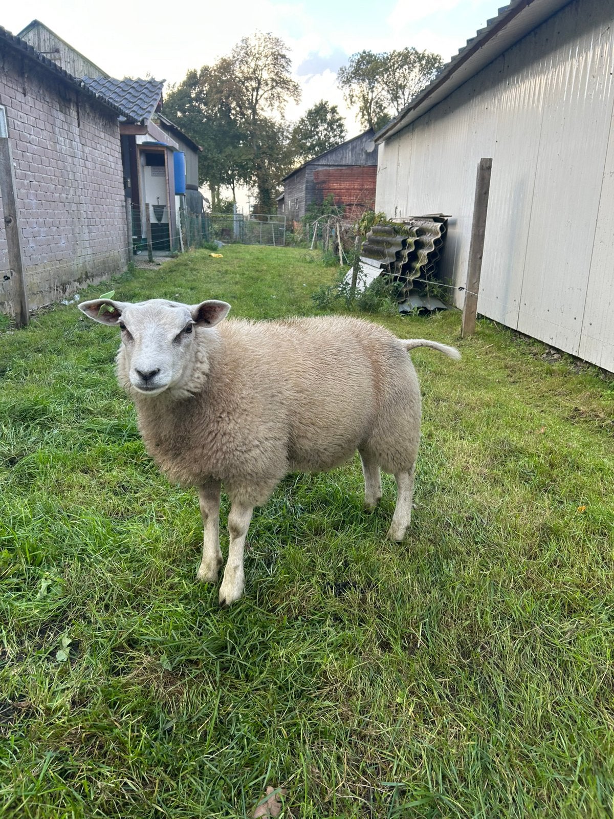 Swifter ram, Dieren en Toebehoren, Mannelijk, Schaap