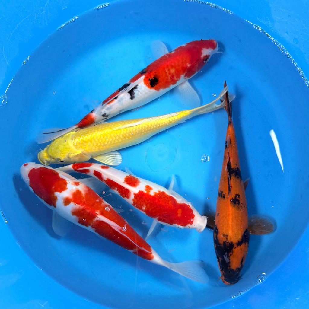 Marusei Nisai Mix 26-32cm | Japan koi | Leonie's Nishikigoi, Karper of Koi