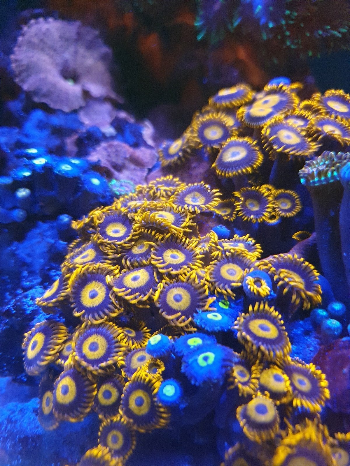 zoanthus orange oxide stekjes vanaf €20, Overige typen, Zoutwatervis