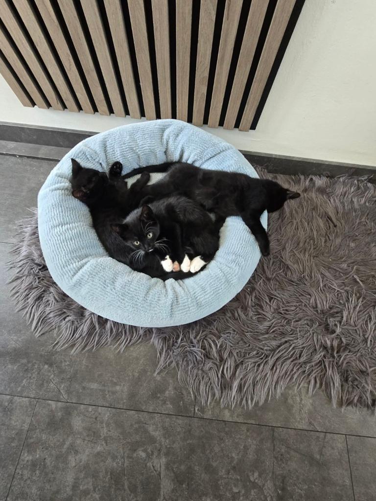 Kittens, Dieren en Toebehoren, Poes