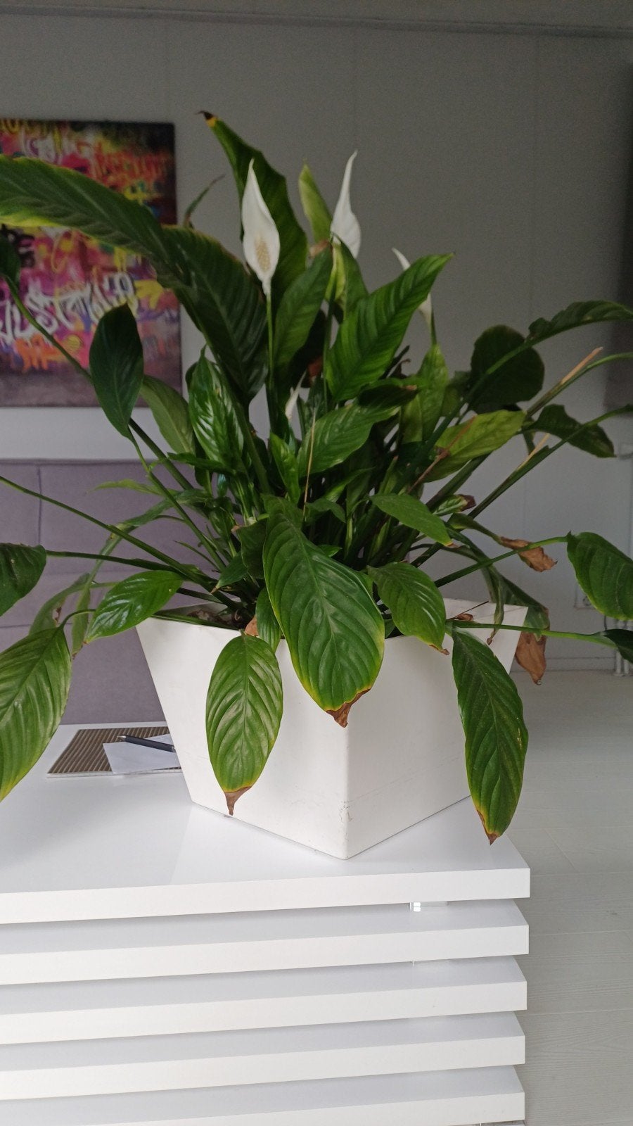 Grote Philodendron Selloum kamerplant in pot, Huis en Inrichting, Kamerplanten, Ophalen