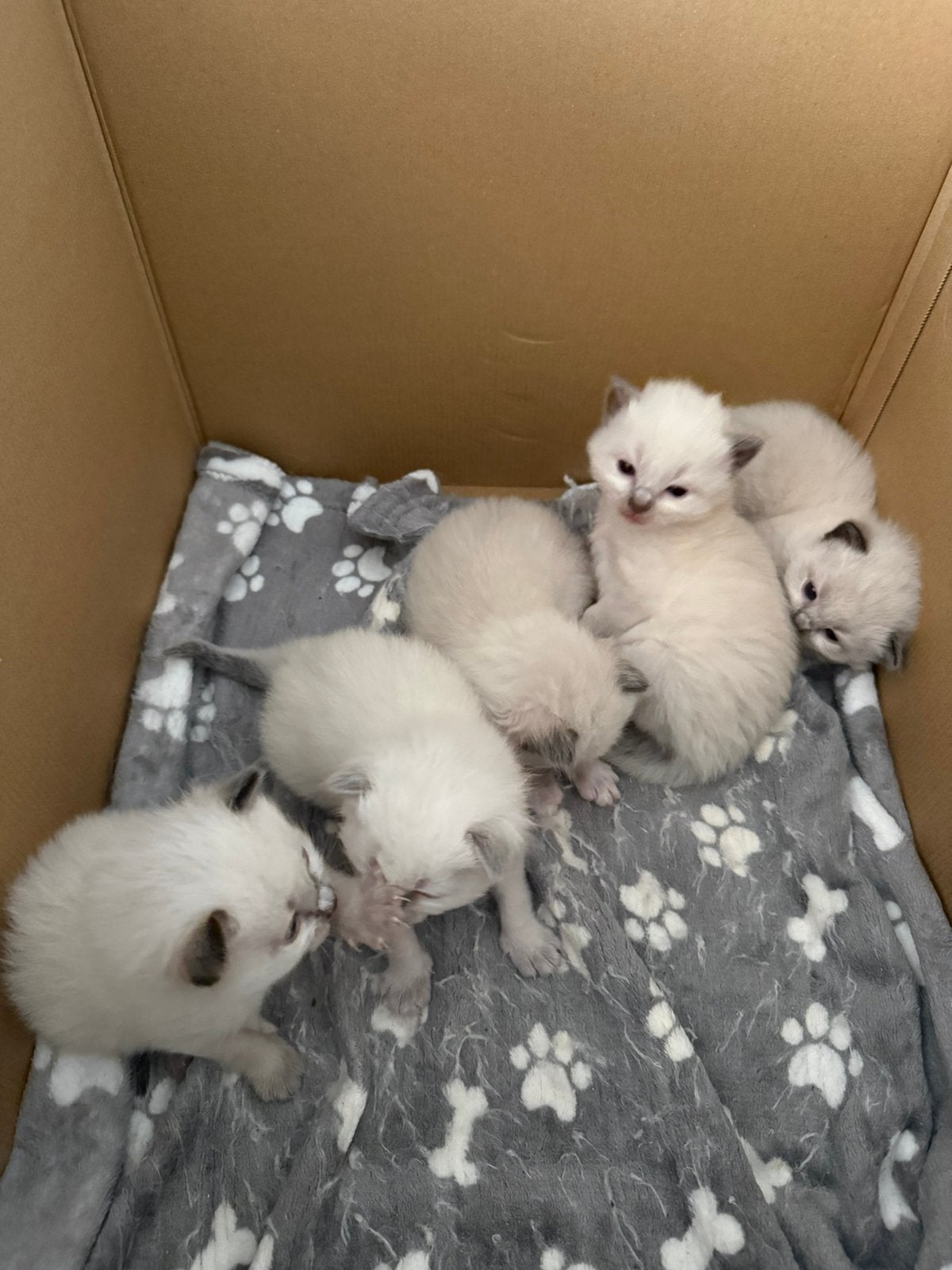 Ragdoll kittens 5 stuks, Meerdere dieren, Gechipt, 0 tot 2 jaar