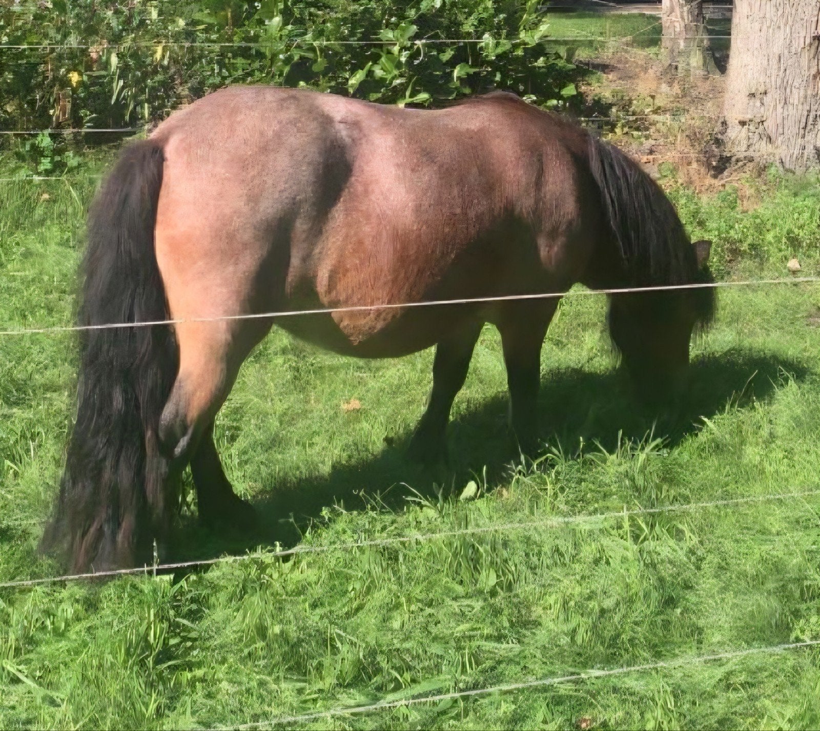 Shetlander, Vrouwelijk, 6 jaar of ouder