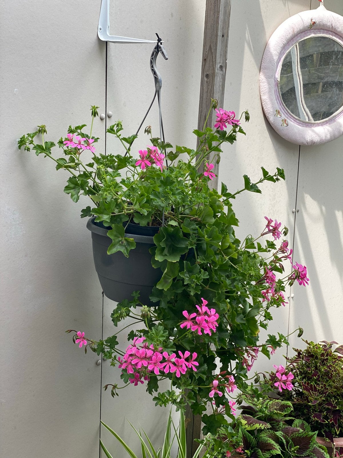 Roze hanggeranium in pot, Volle zon, Eenjarig, Zomer, Ophalen