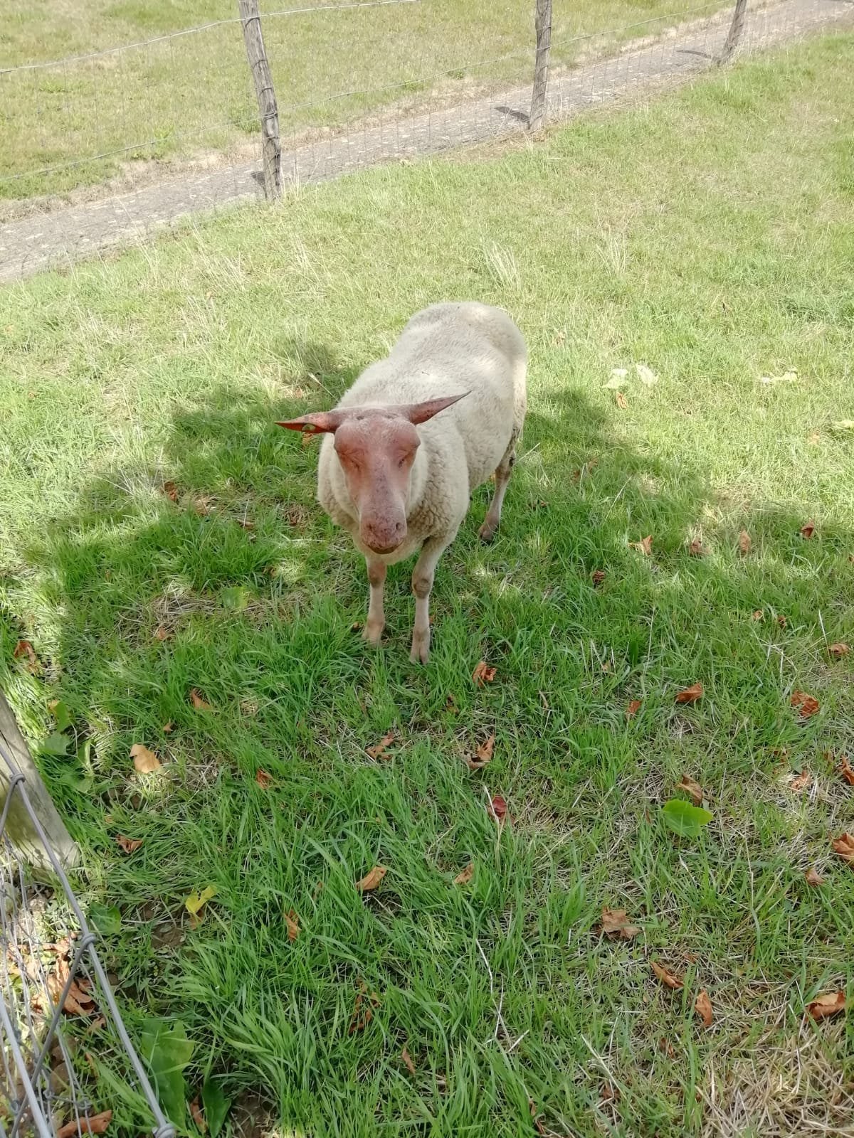 Te koop dekbok Rouge de L’ ouest, Dieren en Toebehoren, Schaap