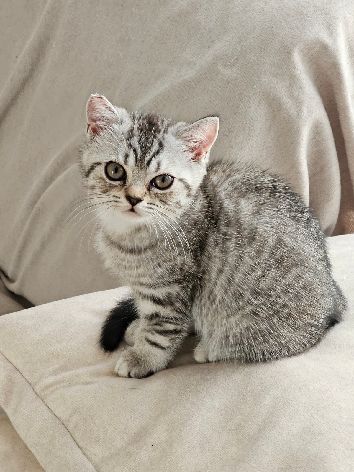 Britche Korthaar kitten, Poes, 0 tot 2 jaar