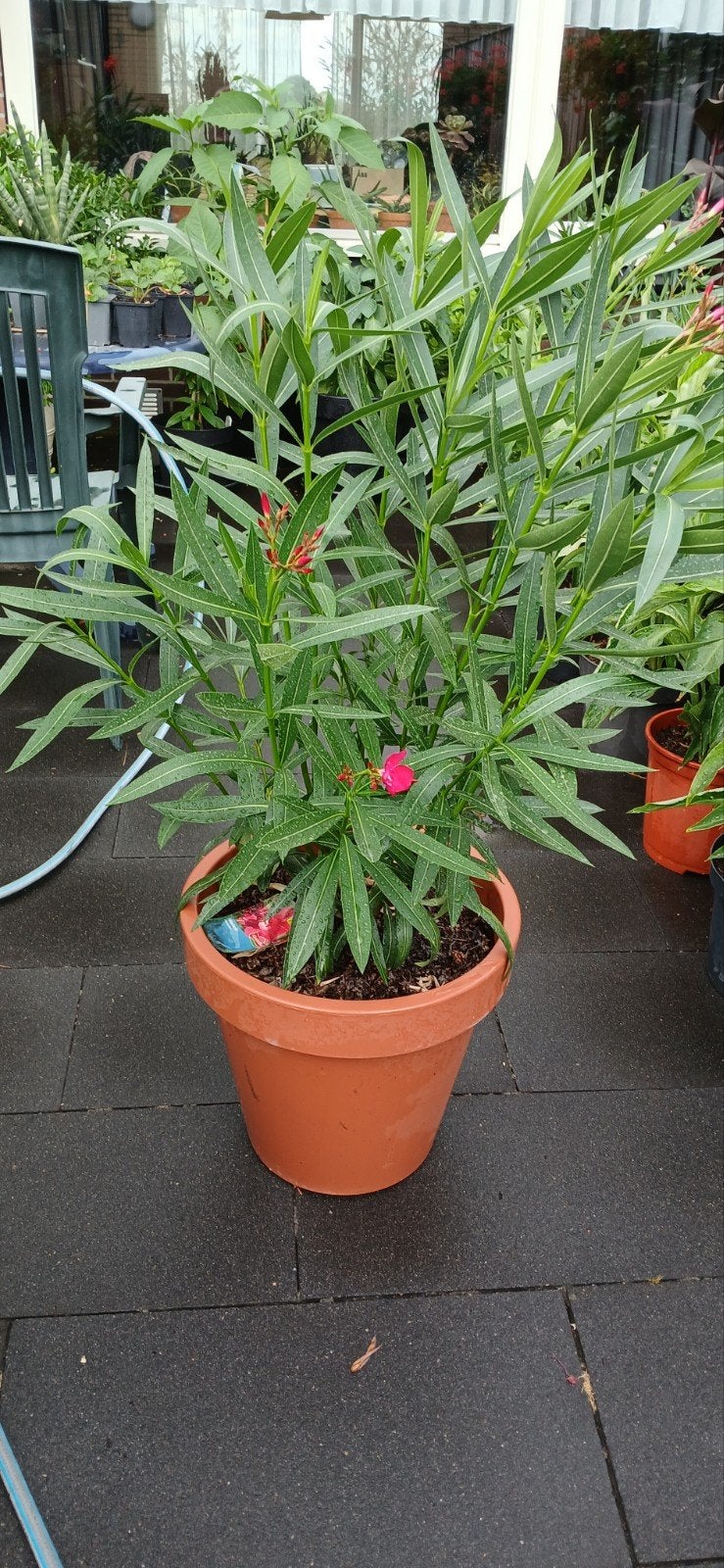 Rode Oleander - 1.10 meter hoog, Volle zon, Vaste plant, Zomer, Ophalen