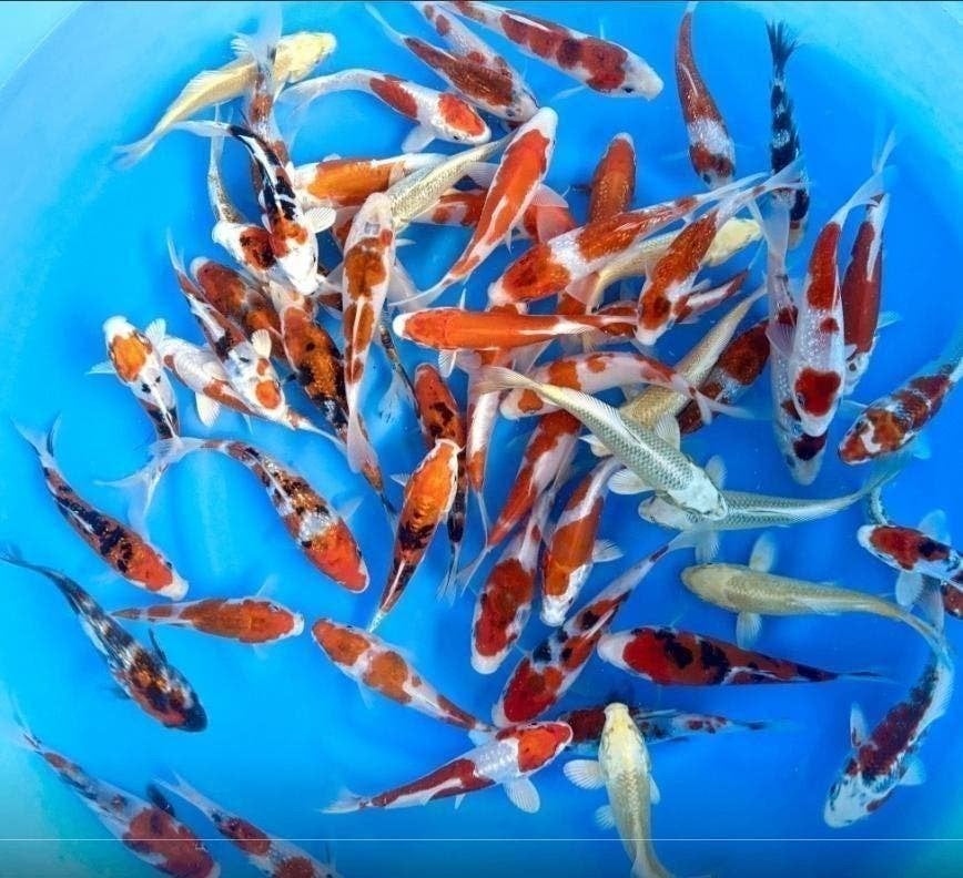 Jonge koi Tosai, 8 tot 22 cm Prachtige kleuren Japanners!, Karper of Koi