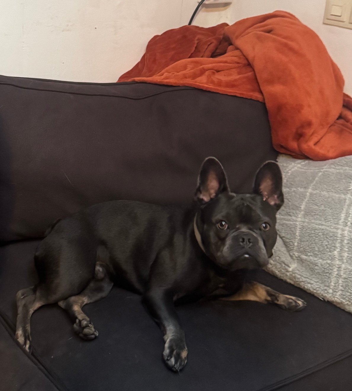 Franse buldog, Reu, Bulldog, Eén hond, Nederland