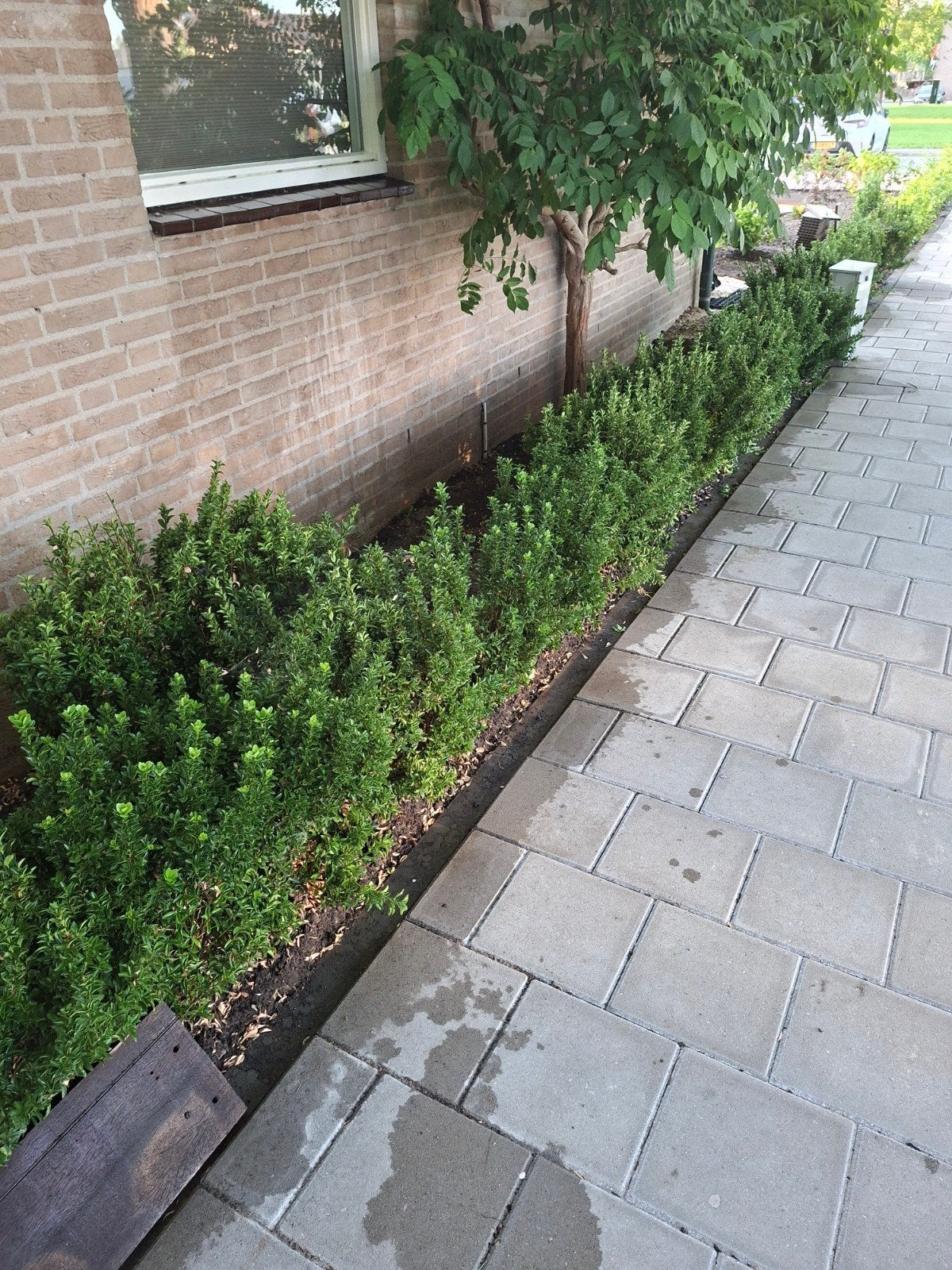 Mooie groene haag voor uw tuin, Tuin en Terras, Ophalen, Buxus, Haag, Minder dan 100 cm