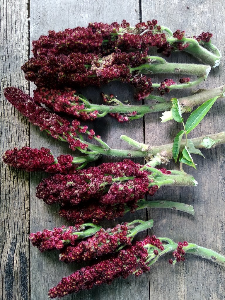 Fluweelboom (stekken), Tuin en Terras, Ophalen of Verzenden, Volle zon, Overige soorten, Minder dan 100 cm