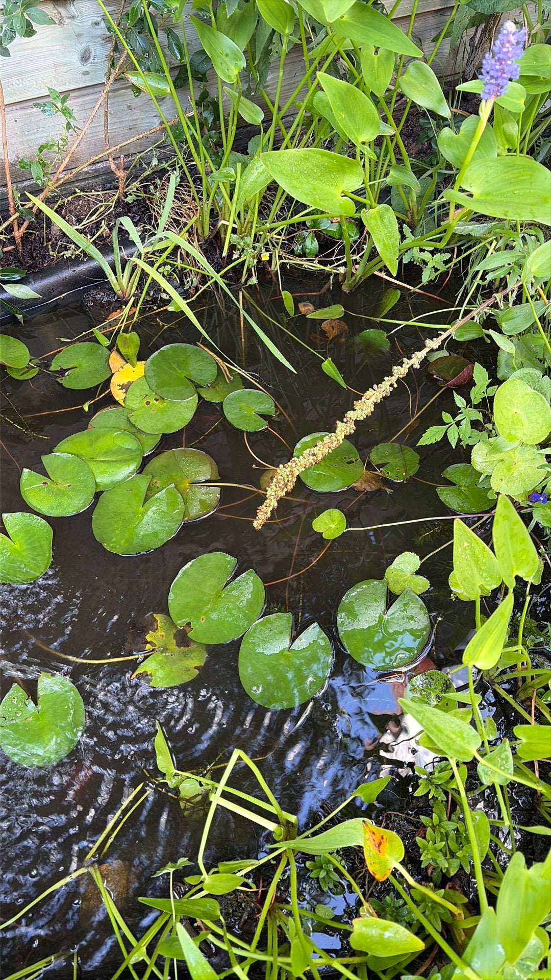 Gezonde waterlelie voor vijver – kleur onbekend, Ophalen, Zo goed als nieuw