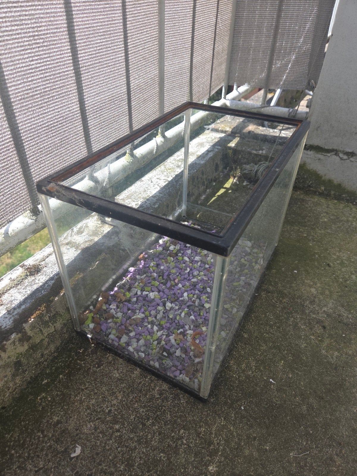 Aquarium Vis, Dieren en Toebehoren, Vissen | Aquaria en Toebehoren, Ophalen