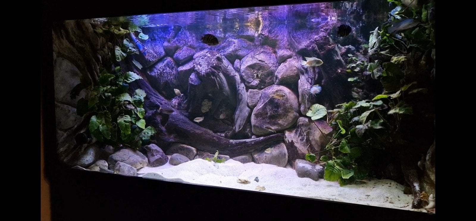 Groot aquarium 2.00x1.00x73 1300liter met drie d achterwand, Dieren en Toebehoren, Vissen | Aquaria en Toebehoren, Ophalen, Gevuld zoetwateraquarium