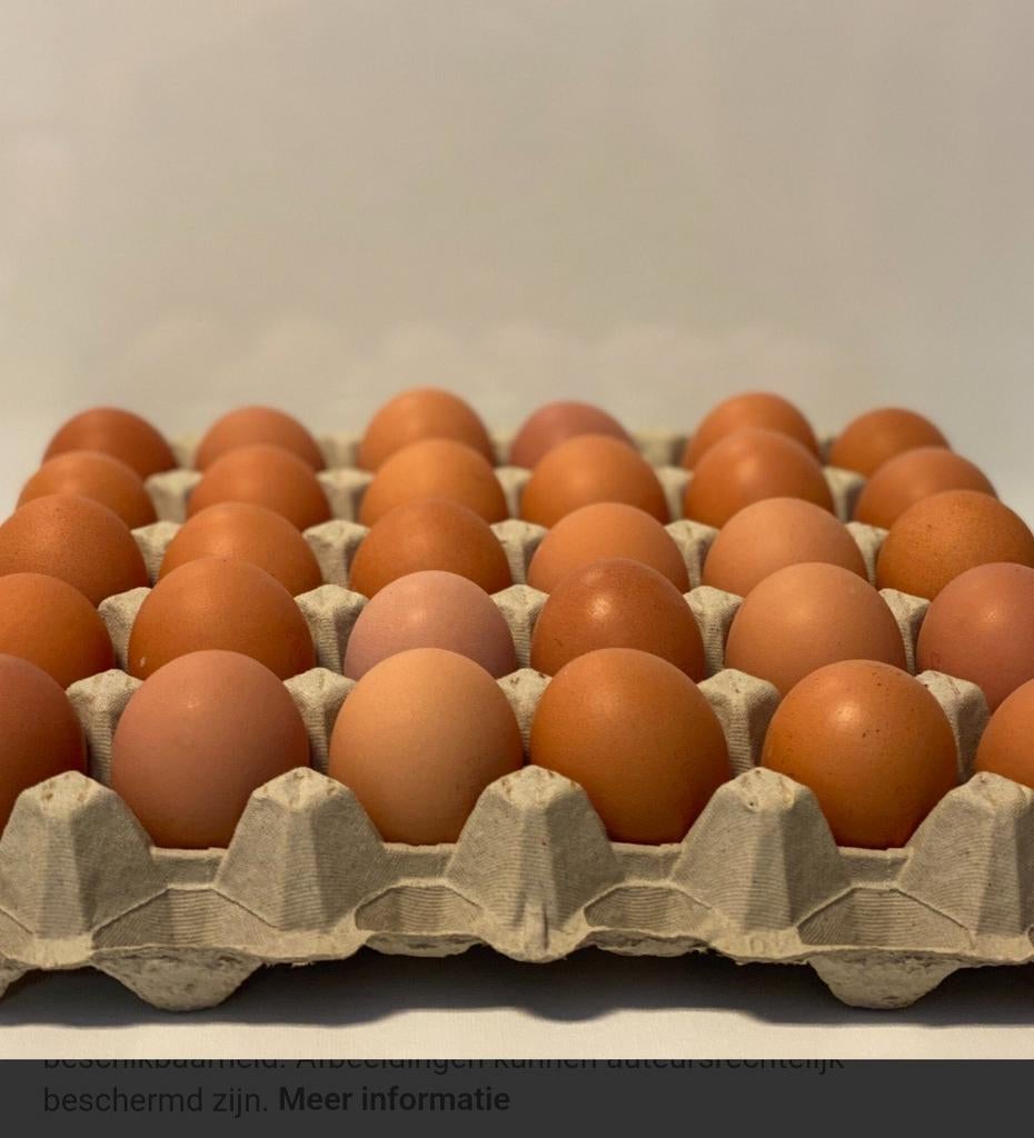 Verse eieren te koop 10 stuks voor €2,50, Ophalen of Verzenden, Nieuw, Kippenhok of Kippenren