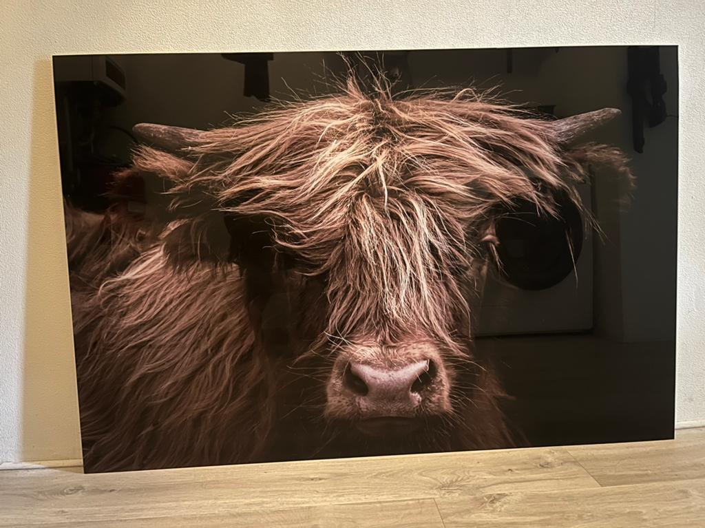 Schotse hooglander op glasplaat, Huis en Inrichting, Woonaccessoires | Schilderijen, Tekeningen en Foto's, Ophalen, Zo goed als nieuw