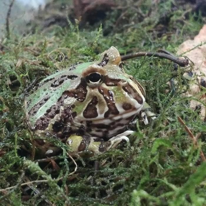 Ceratophys cranwelli