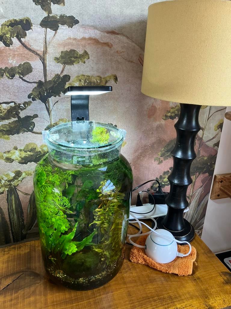 Prachtig sfeervol garnalen vaas aquarium compleet, Ophalen, Zo goed als nieuw