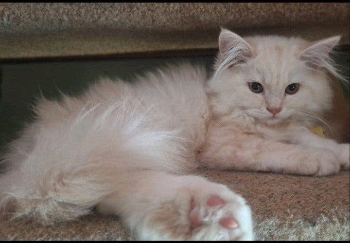 Lieve maine coon kitten (Kater), Dieren en Toebehoren, Kater, Ontwormd, 0 tot 2 jaar