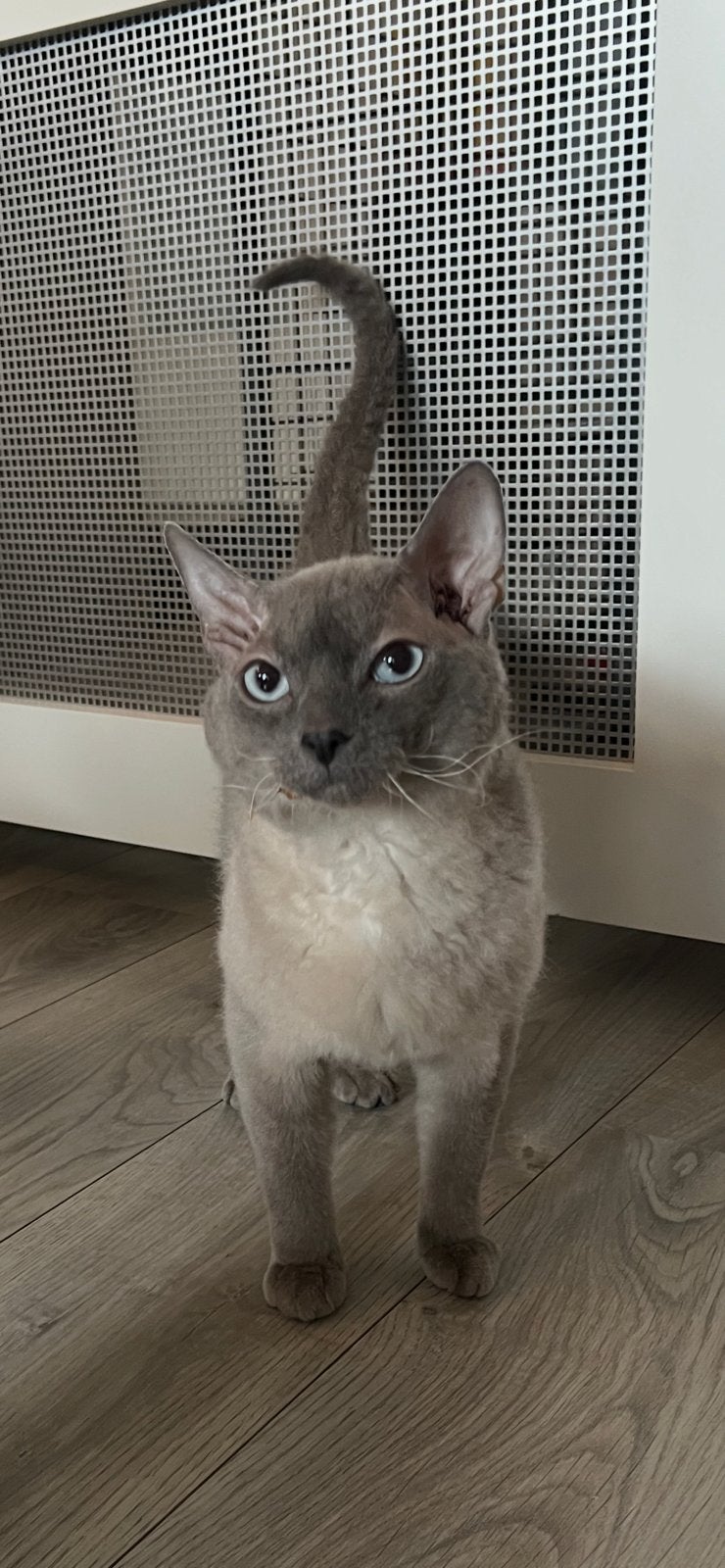 Lieve kater te koop devon rex Peterbald Sphynx, Dieren en Toebehoren, Kater