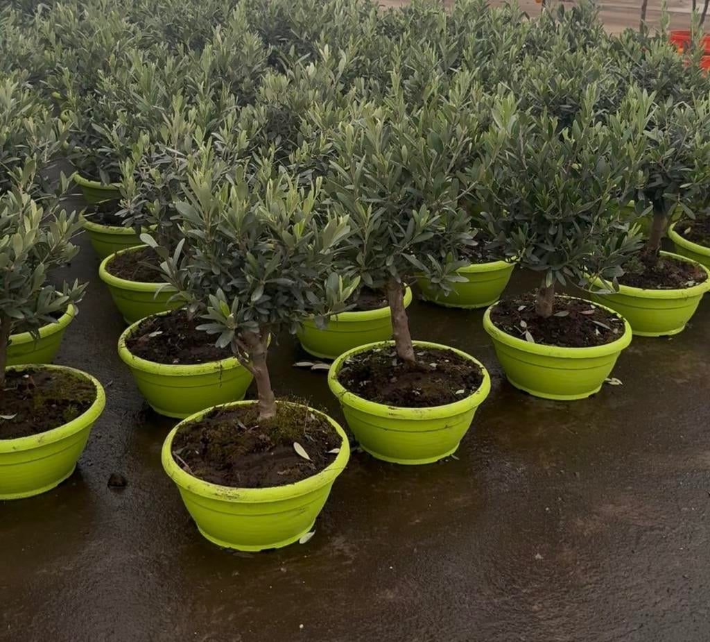 OLIJF-BONSAI, Tuin en Terras, Bloeit niet, Overige soorten, Minder dan 100 cm, Ophalen