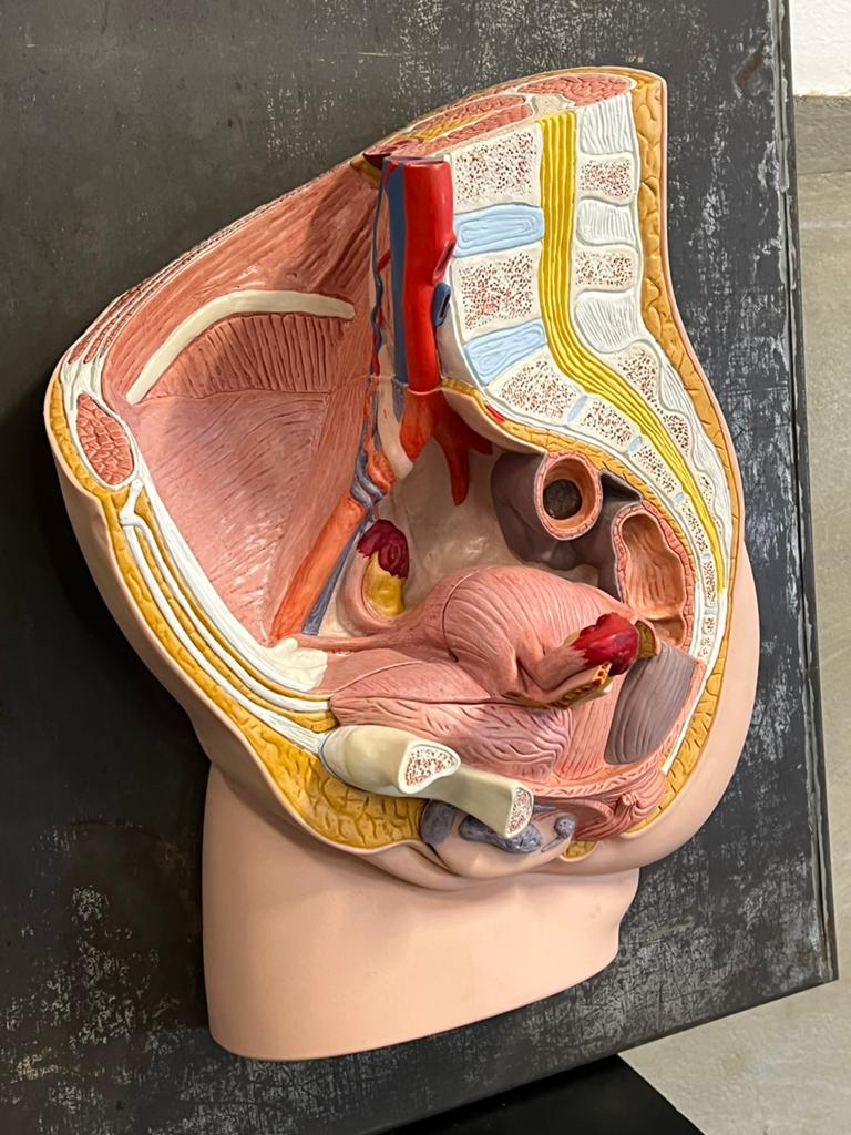 Groot anatomsich model bekken vrouw op wandplaat, Ophalen