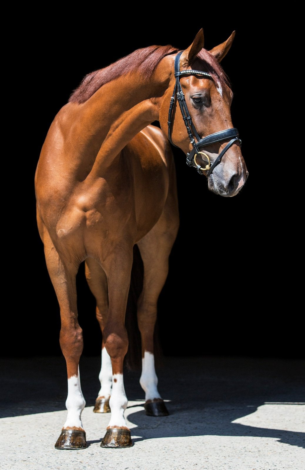 Bijrijder gezocht, Dieren en Toebehoren, Paarden en Pony's | Verzorgingsproducten, Ophalen