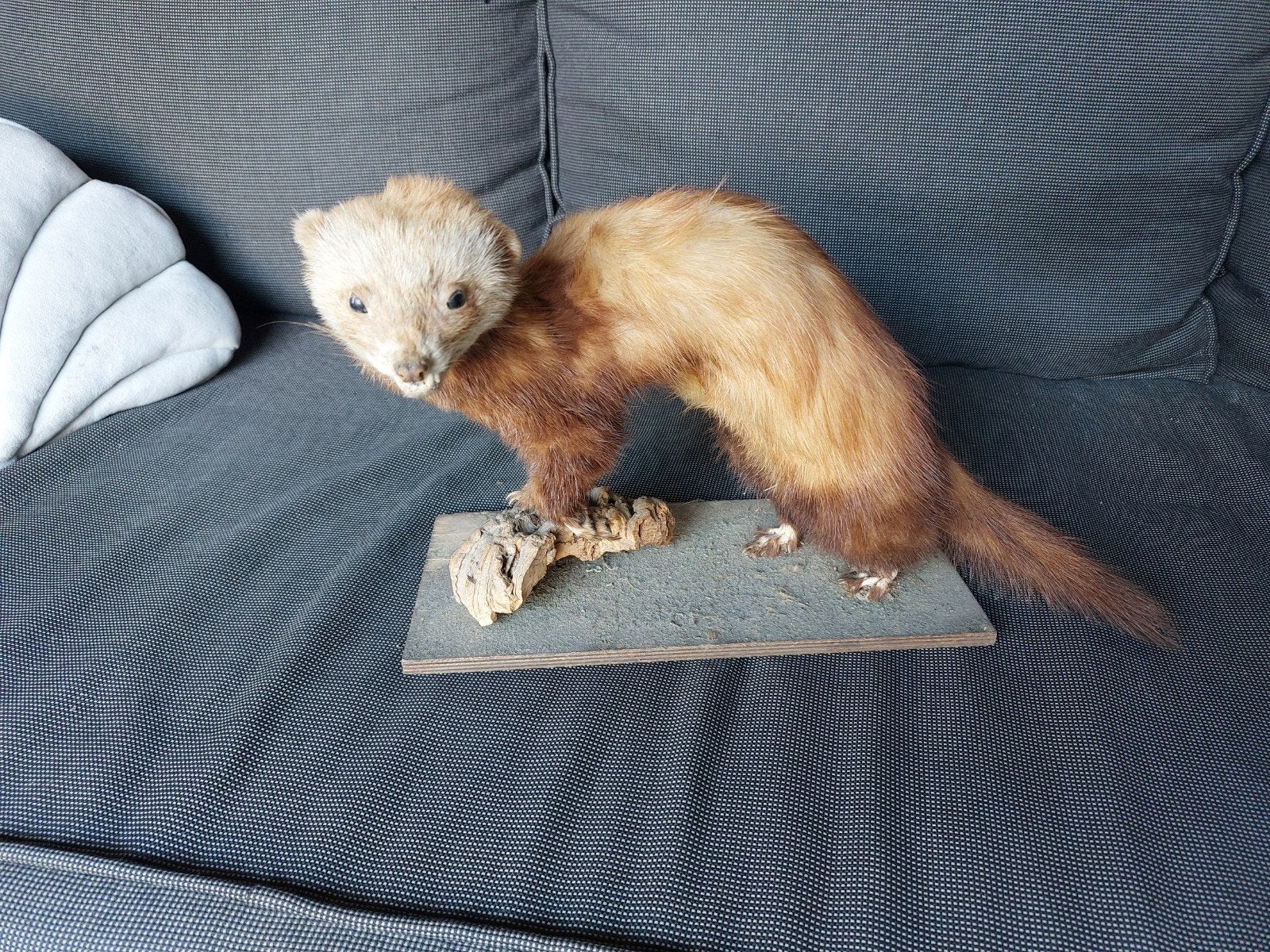 Opgezette  Bunzing ., Ophalen of Verzenden, Gebruikt, Vogel, Opgezet dier