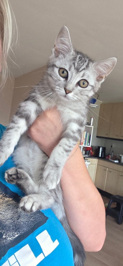 Poesje, Poes