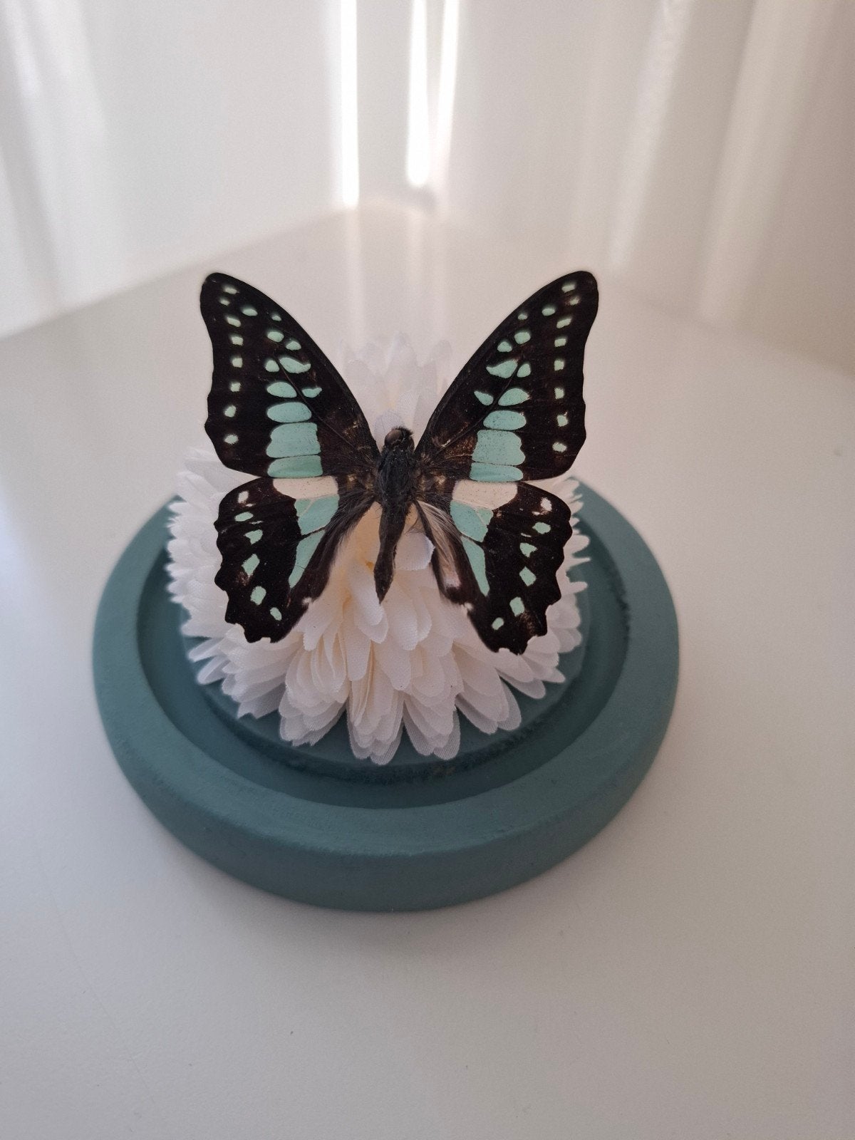 Geprepareerde vlinder., Ophalen, Nieuw, Insect, Opgezet dier