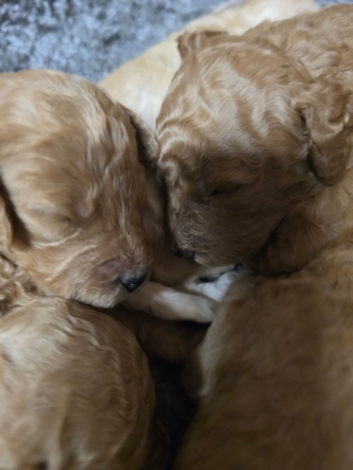 Labradoodle puppie's 🌸 Teefjes 🌸 beschikbaar., Overige rassen, 8 tot 15 weken, Meerdere, Meerdere dieren