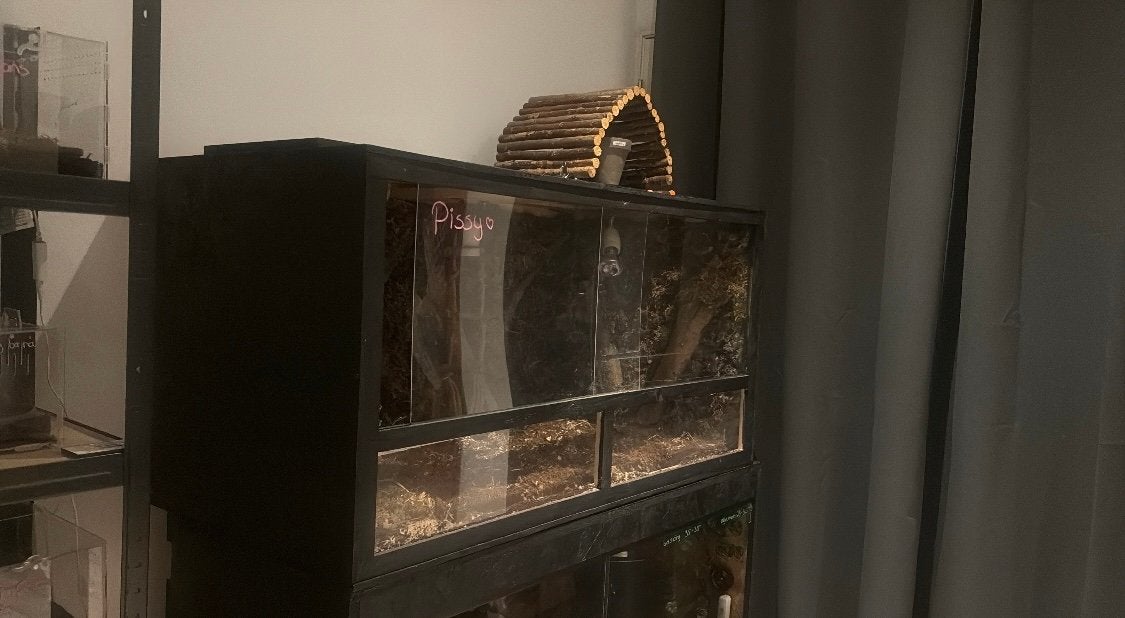 Terrarium 115x60x60 met achtergrond, Ophalen, Zo goed als nieuw, Minder dan 150 cm, Minder dan 100 cm
