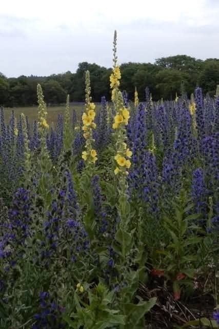 Koningskaars zaden - Verbascum thapsus, Ophalen of Verzenden, Voorjaar, Volle zon, Zaad